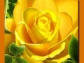 Spill Yellow Roses