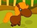 Spill Pony Races