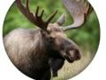 Spill Animal Quiz 