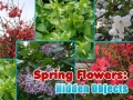 Spill Spring Flowers: Hidden Objects