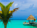 Spill Tropical Paradise