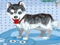 Spill My Cute Dog Bathing