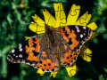 Spill Jigsaw Puzzle: Spring