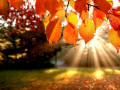 Spill Jigsaw Puzzle: Autumn