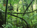 Spill Jigsaw puzzle: Rainforest