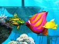Spill Big Fish Eat Small Fish