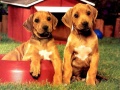 Spill Puppy Pairs Puzzle