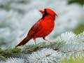 Spill Birds Puzzle