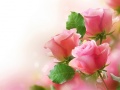 Spill Pink Roses