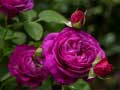 Spill Purple Roses