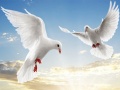 Spill Flying Birds