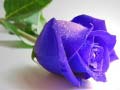 Spill Blue Roses