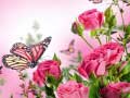 Spill Butterflies Puzzle