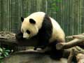 Spill Pandas Puzzle