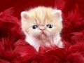 Spill Funny Kitty