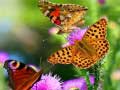 Spill Butterfly Slide
