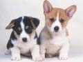 Spill Cute Puppies Puzzle