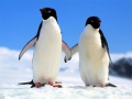 Spill Penguin Puzzle