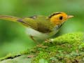 Spill Birds Slide