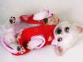 Spill Lovely Puppy Slide