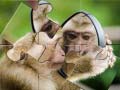 Spill Chimpanzee Jigsaw