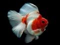 Spill Gold Fish Jigsaw Puzzle