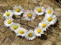 Spill Daisy Heart Jigsaw
