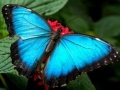 Spill Nature Jigsaw Puzzle Butterfly