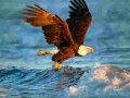 Spill Animals Jigsaw Puzzle Eagle