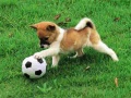 Spill Playful Puppy Outdoor Puzzle