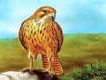 Spill Birds of Prey Slide
