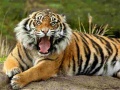Spill Animals Jigsaw Puzzle Tiger
