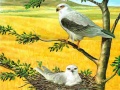 Spill Birds Of Prey Puzzle