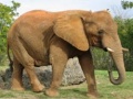 Spill Animals Jigsaw Puzzle - Elephants