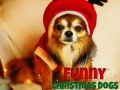 Spill Funny Christmas Dogs