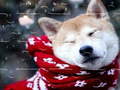 Spill Winter Pets Puzzle