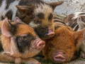 Spill Piglet Piggy Jigsaw