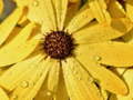 Spill Flower Petals Raindrop Jigsaw