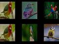 Spill Memorize the birds