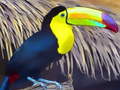 Spill Toucan Bird Jigsaw