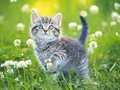 Spill Kittens Jigsaw