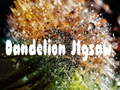 Spill Dandelion Jigsaw