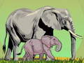 Spill Wild Animals and Their Babies