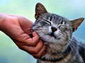 Spill Tickling Cat