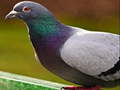 Spill Pigeon Jigsaw Puzzle