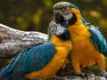 Spill Parrot Jigsaw