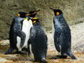 Spill King Penguin Jigsaw