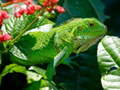 Spill Wild Iguana