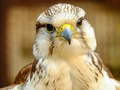 Spill Gyrfalcon Jigsaw
