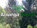 Spill Return To Alsunga Forest